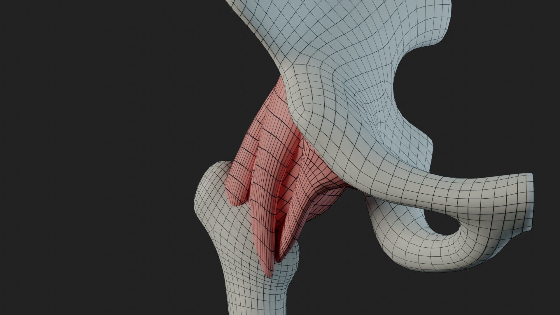 Hip Ligaments 3D model_22