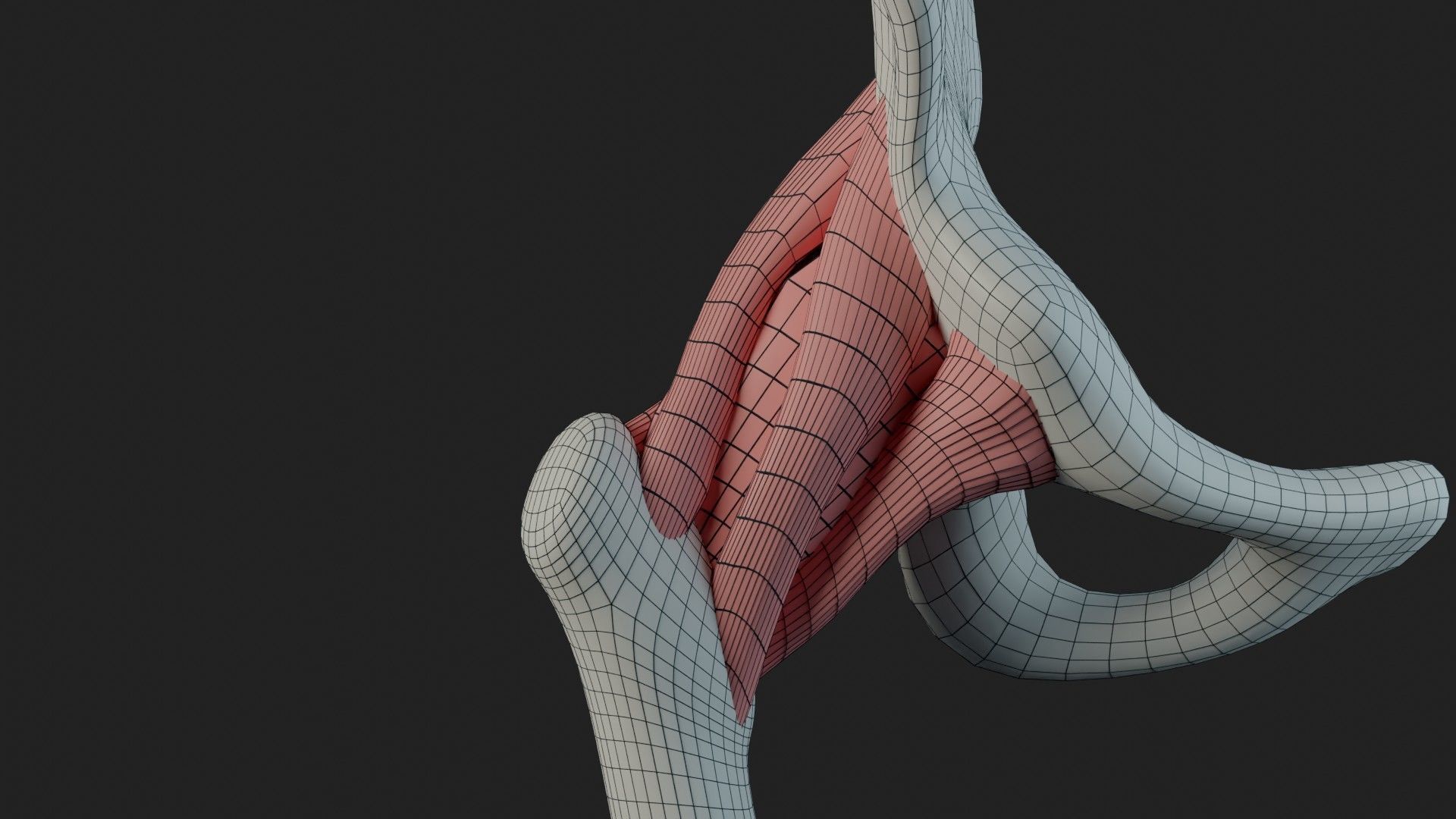 Hip Ligaments 3D model_13