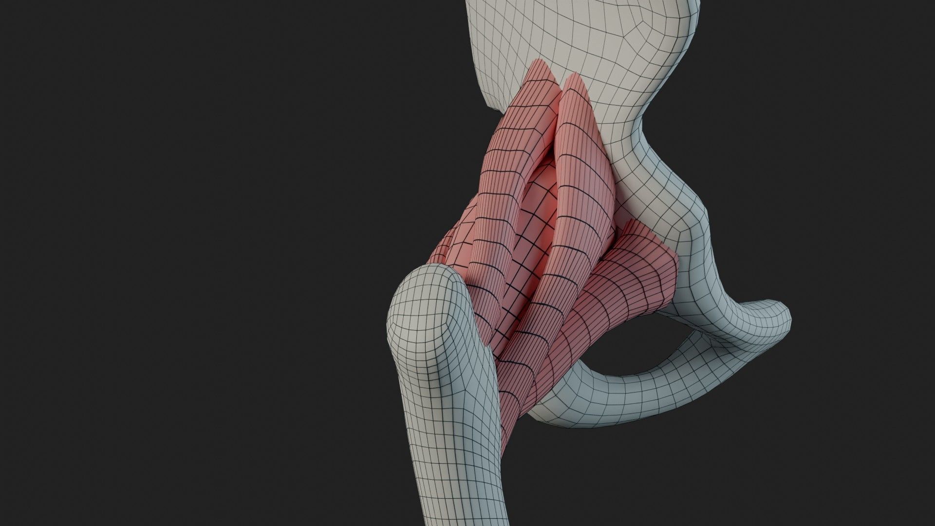Hip Ligaments 3D model_14