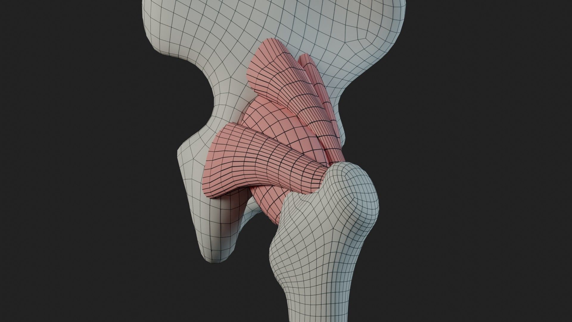 Hip Ligaments 3D model_16