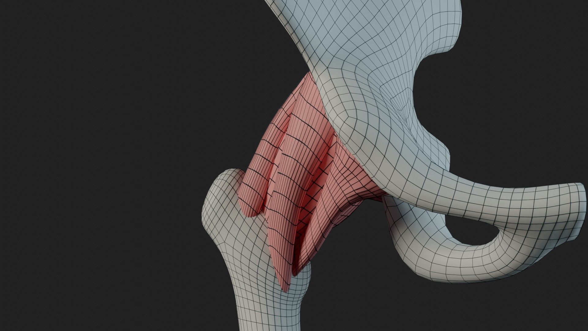 Hip Ligaments 3D model_1