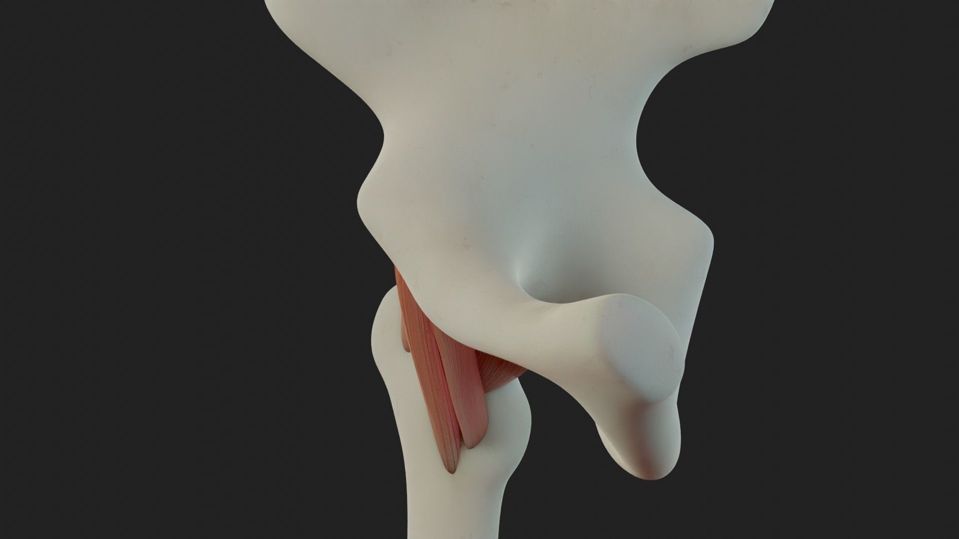 Hip Ligaments 3D model_11