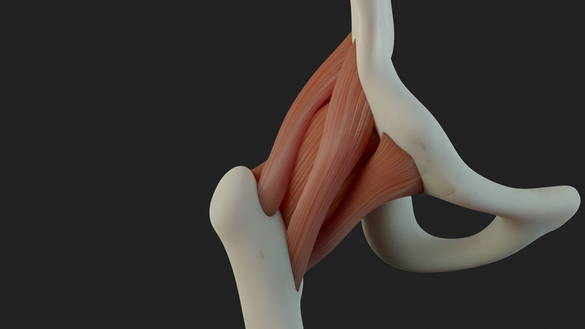 Hip Ligaments 3D model_3