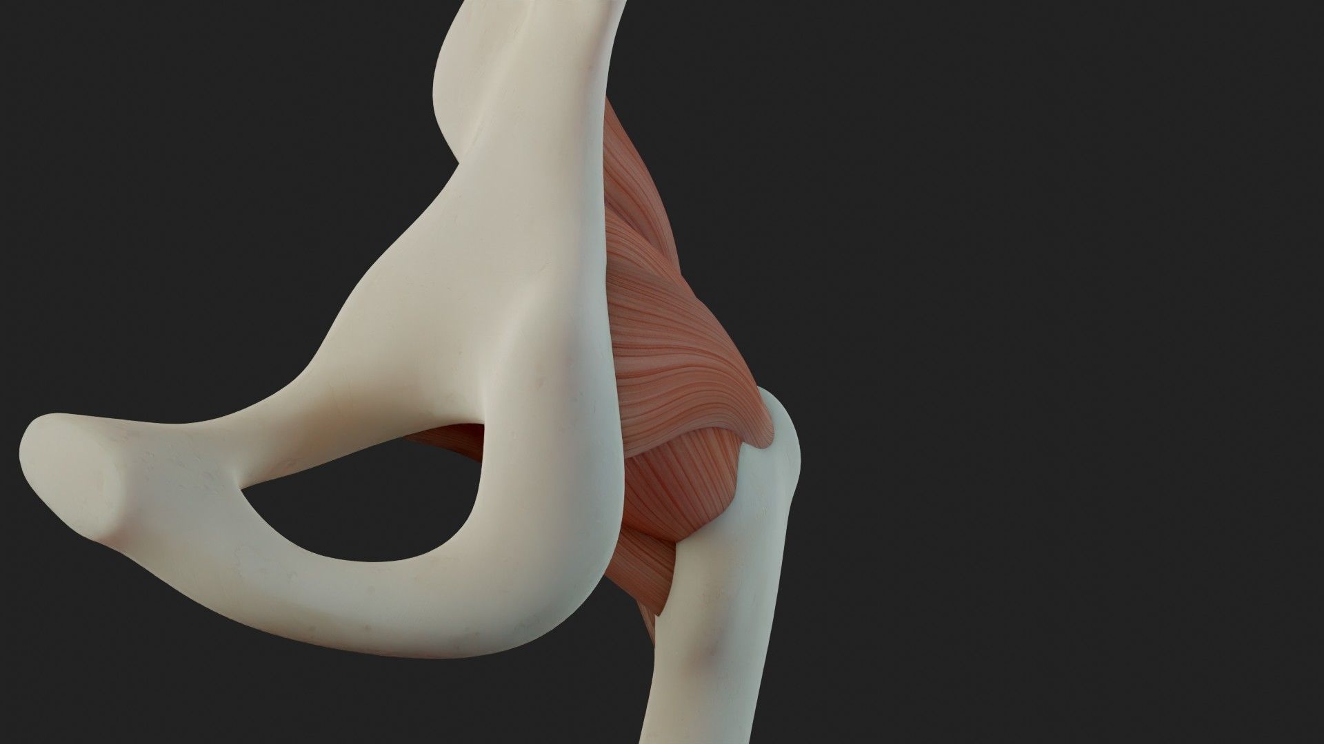 Hip Ligaments 3D model_9