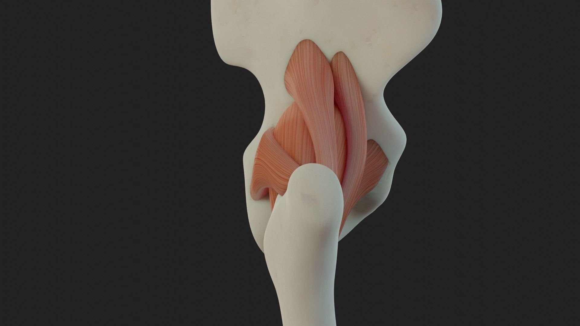 Hip Ligaments 3D model_5