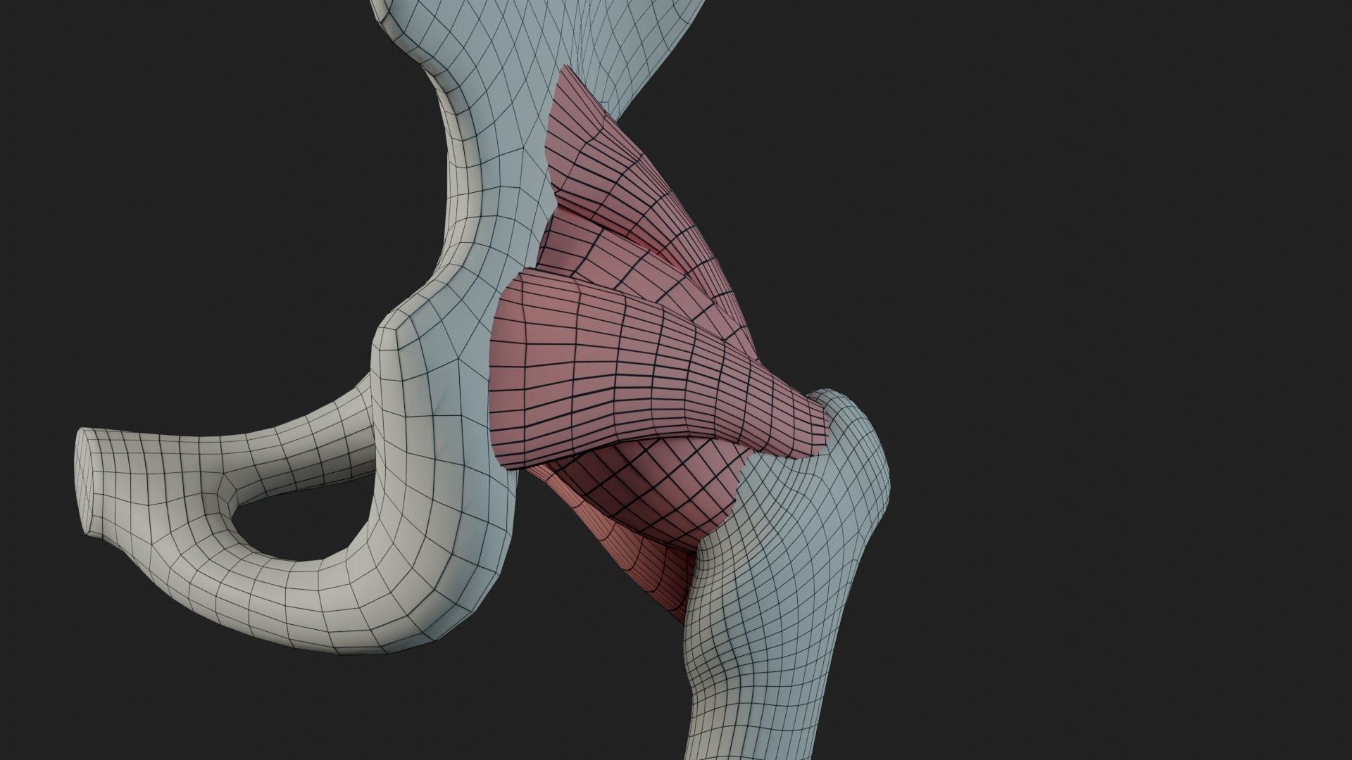 Hip Ligaments 3D model_18