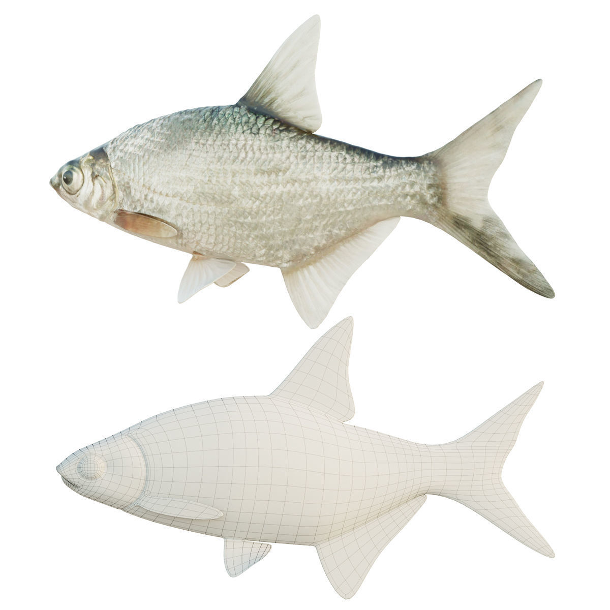 Abramis brama fish Low-poly 3D model_1