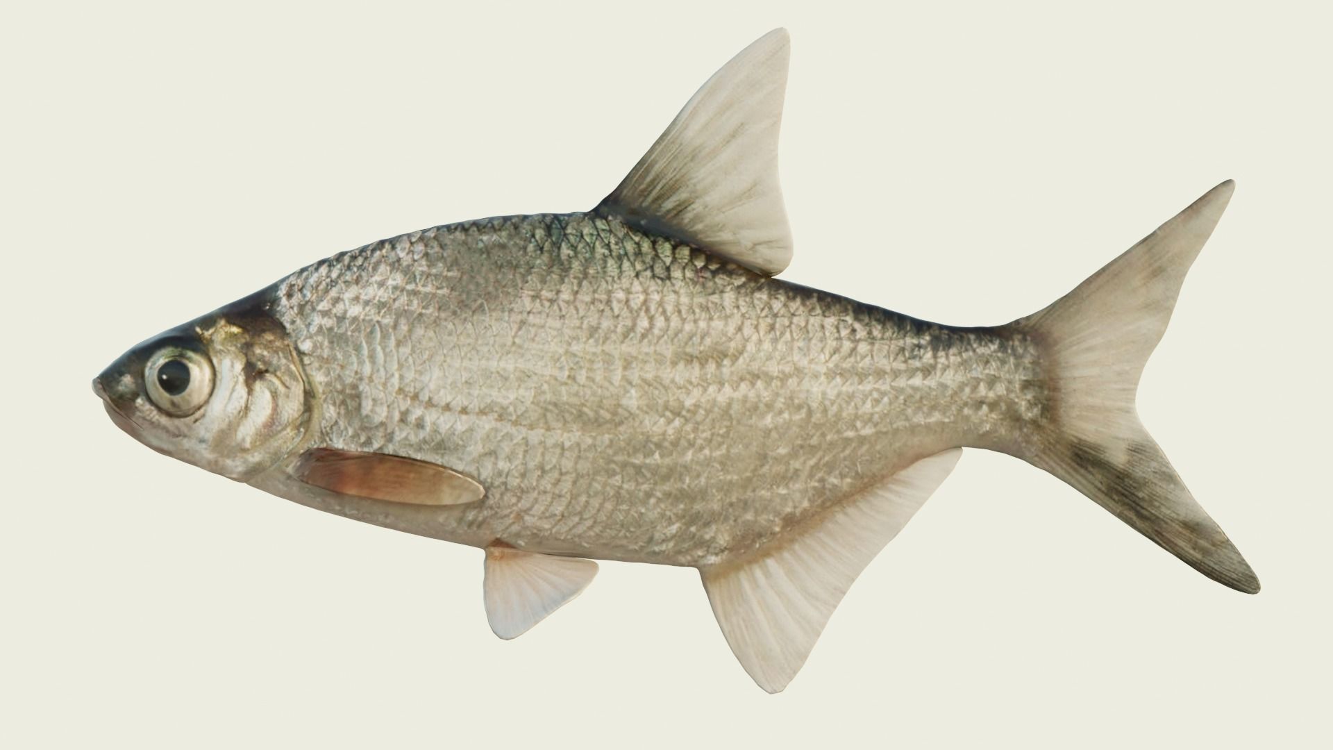 Abramis brama fish Low-poly 3D model_2