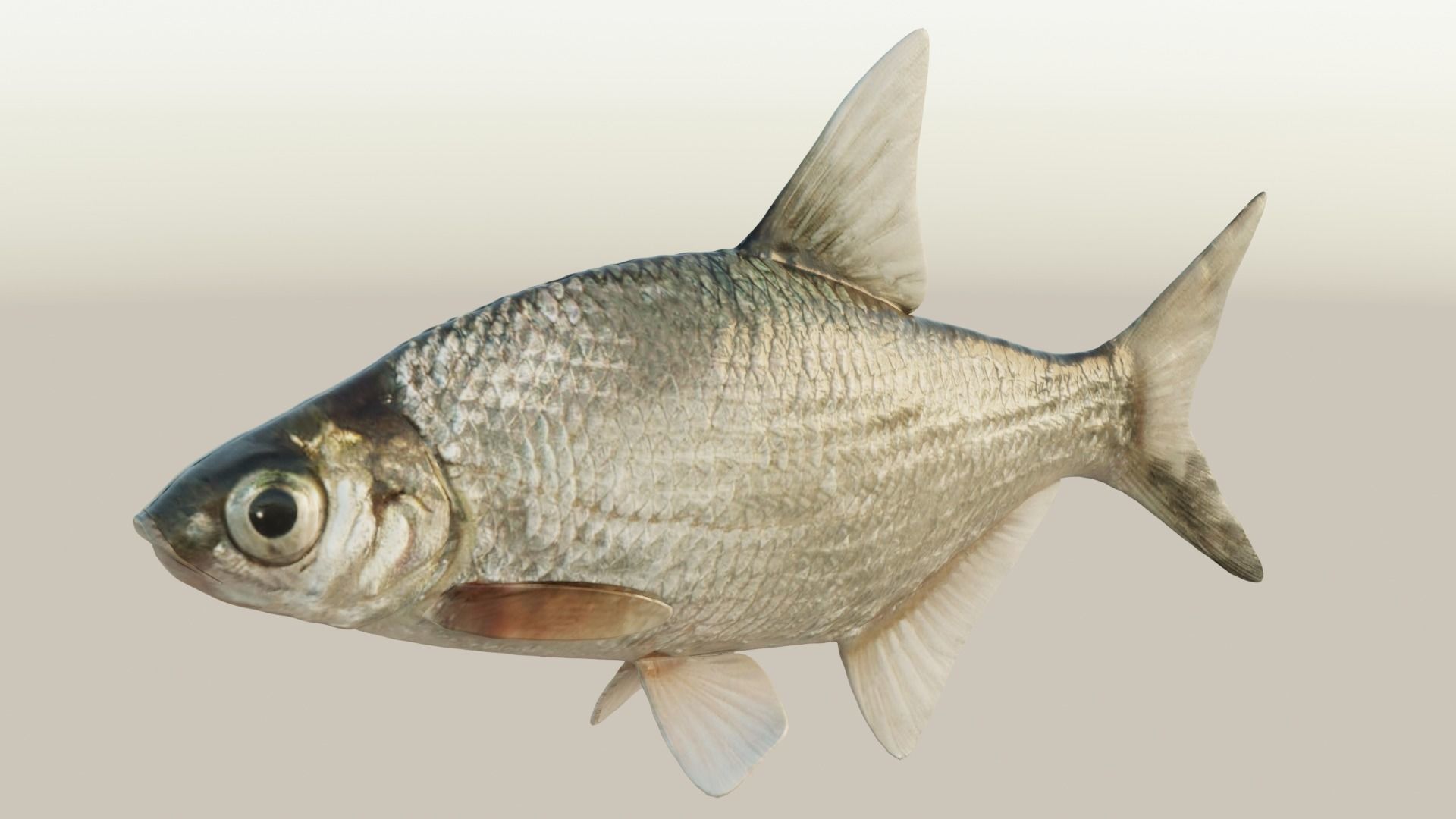 Abramis brama fish Low-poly 3D model_3