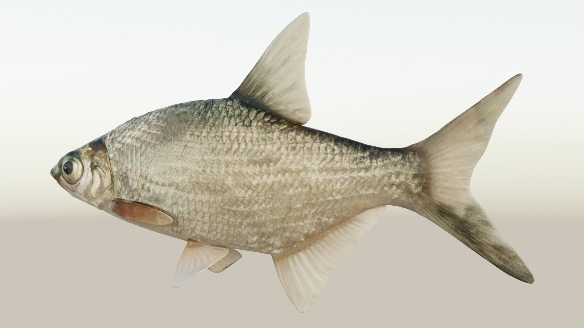 Abramis brama fish Low-poly 3D model_4