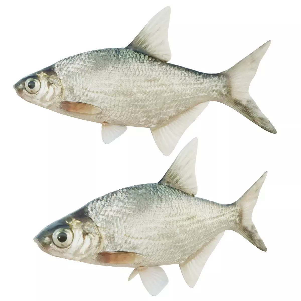 Abramis brama fish Low-poly 3D model_0