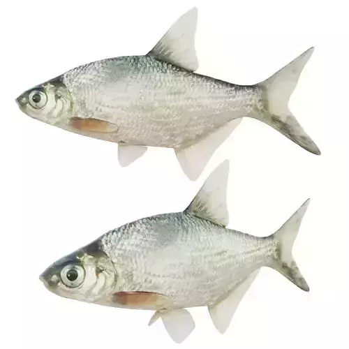 Abramis brama fish Low-poly 3D model