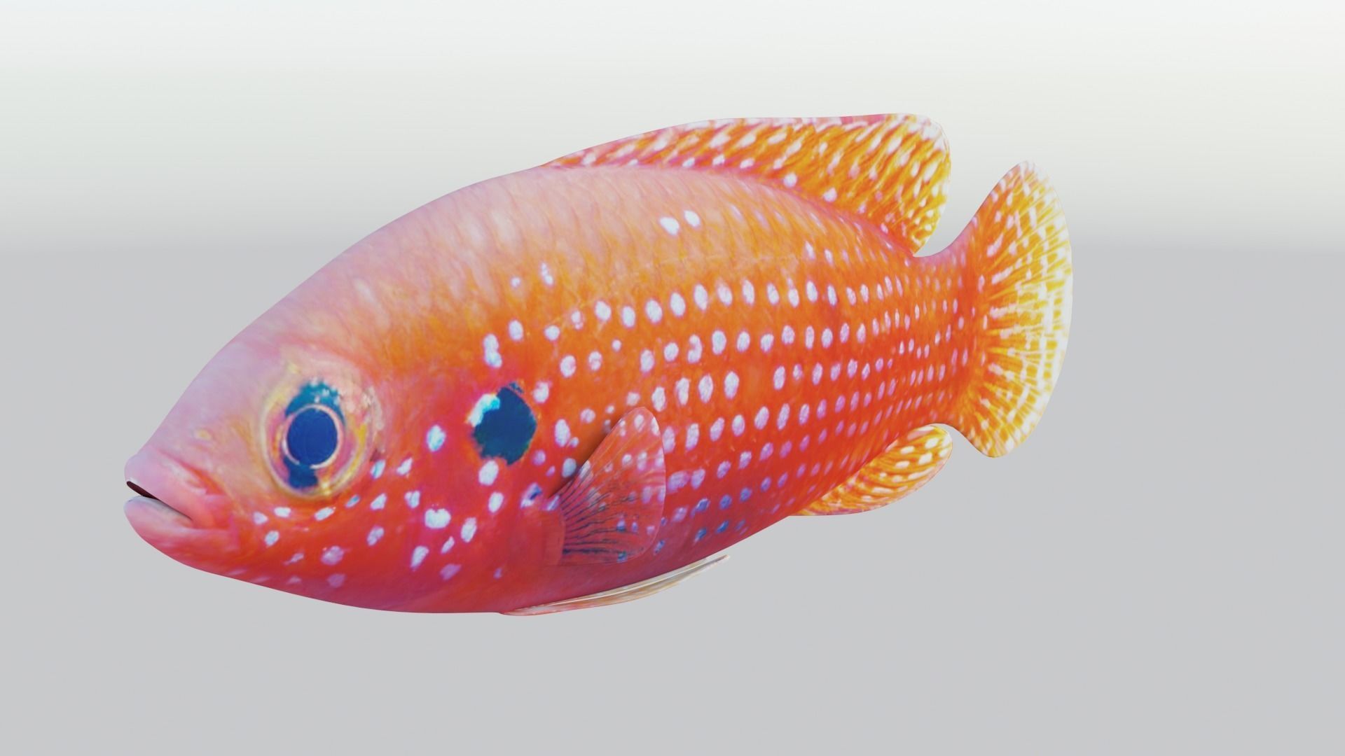 African jewel fish Low-poly 3D model_3