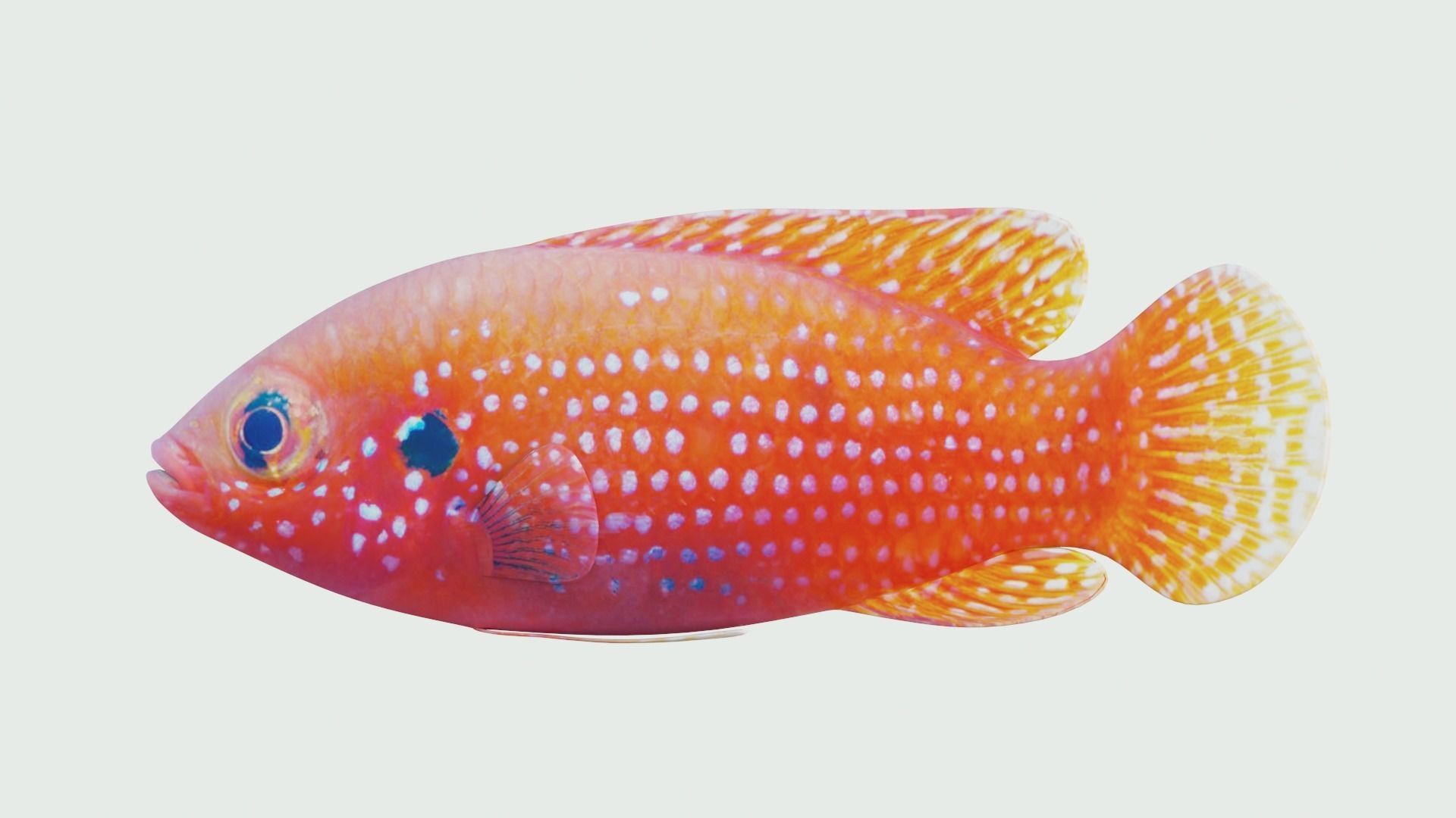 African jewel fish Low-poly 3D model_2