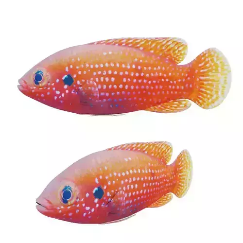 African jewel fish Low-poly 3D model