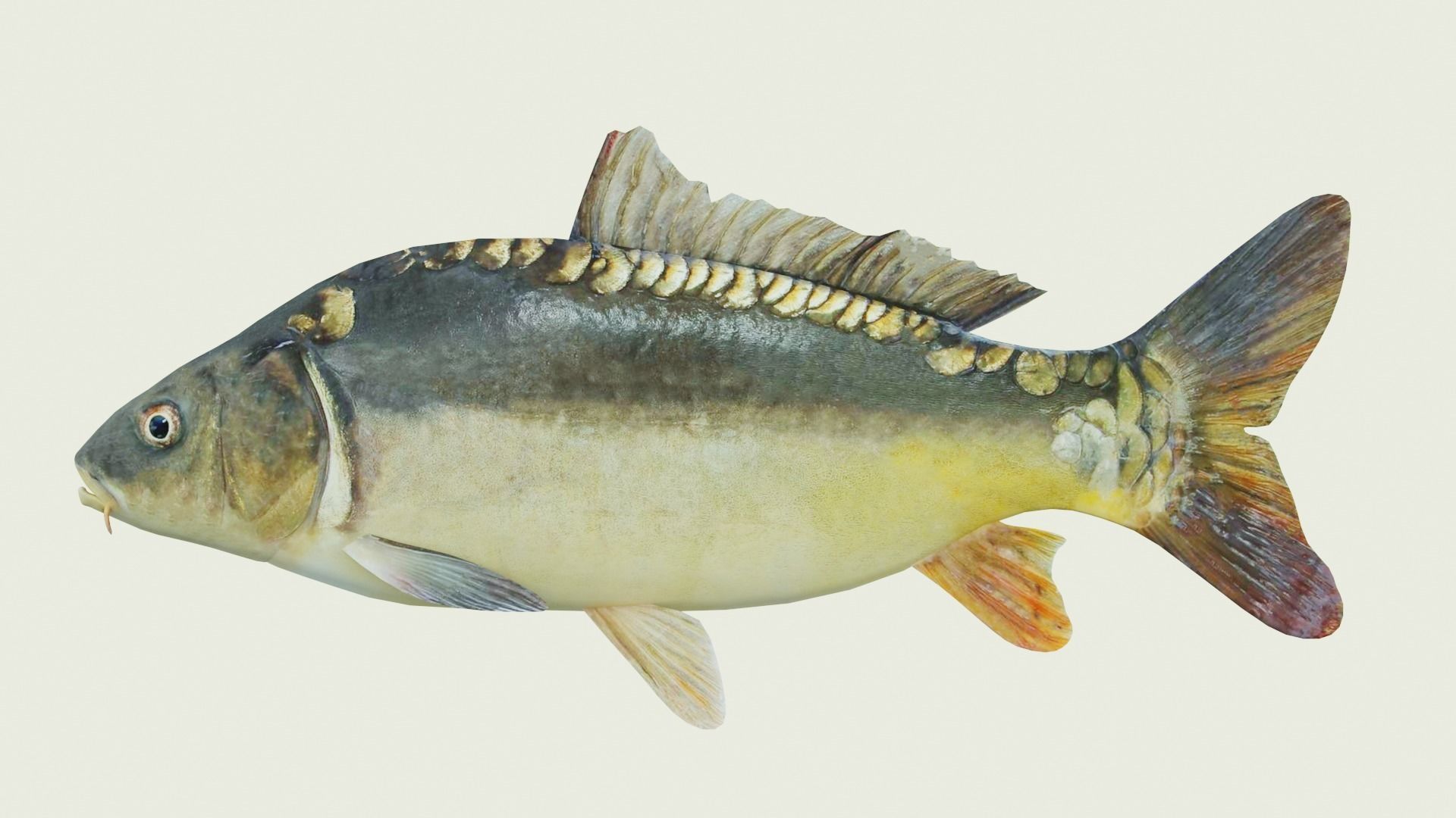 Freshwater fish carp Low-poly 3D model_2