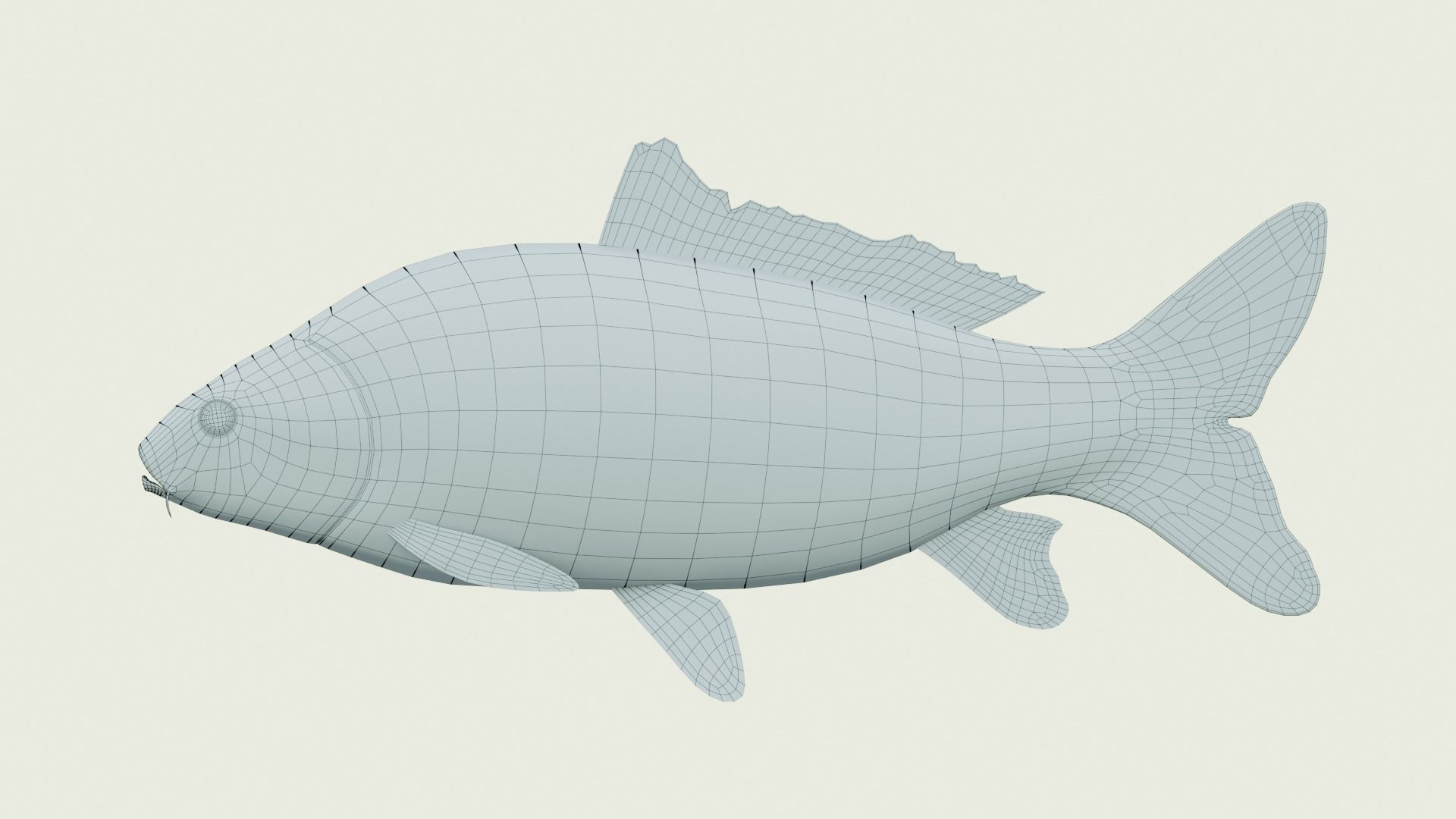 Freshwater fish carp Low-poly 3D model_5