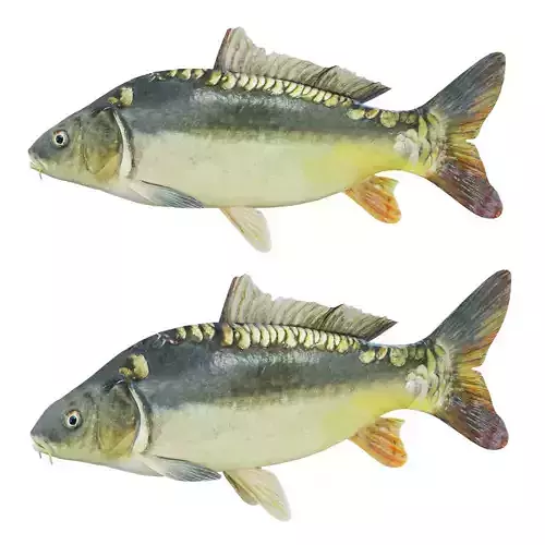 Freshwater fish carp Low-poly 3D model