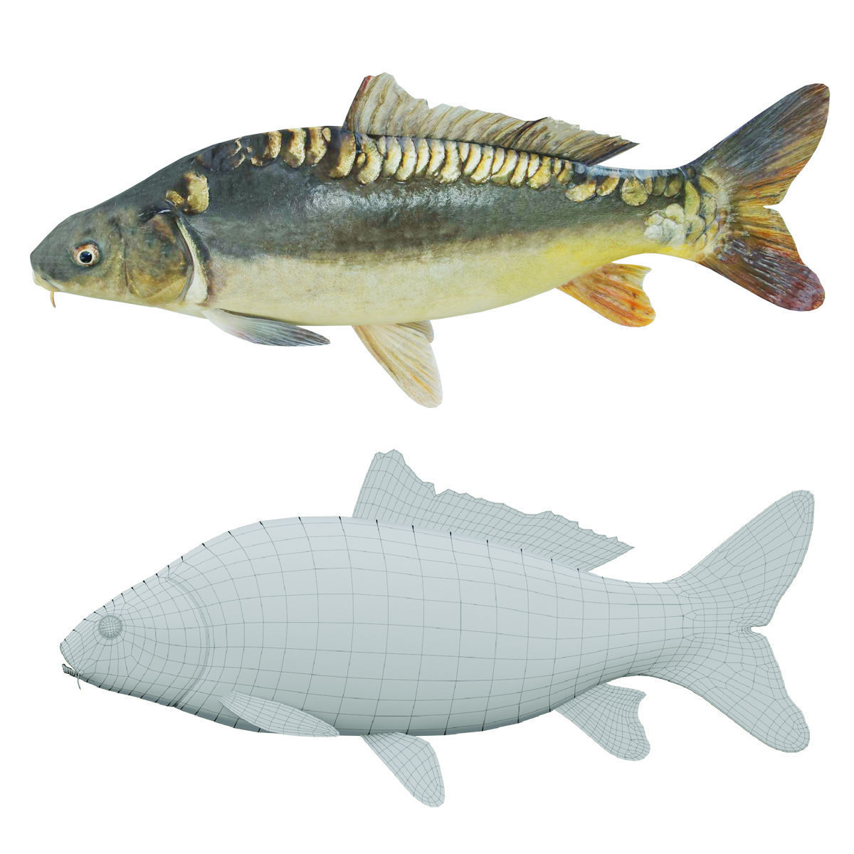 Freshwater fish carp Low-poly 3D model_1