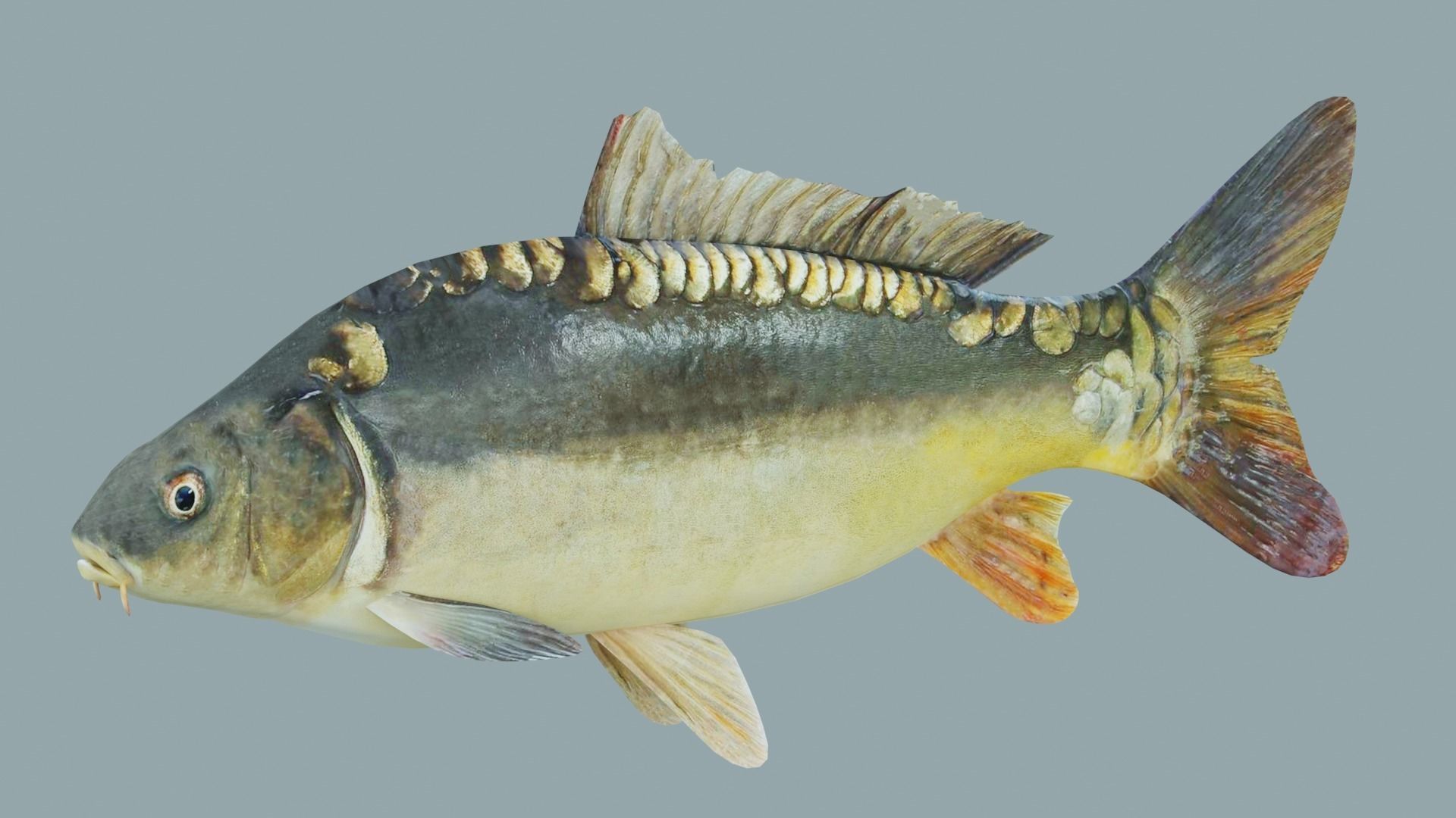 Freshwater fish carp Low-poly 3D model_3