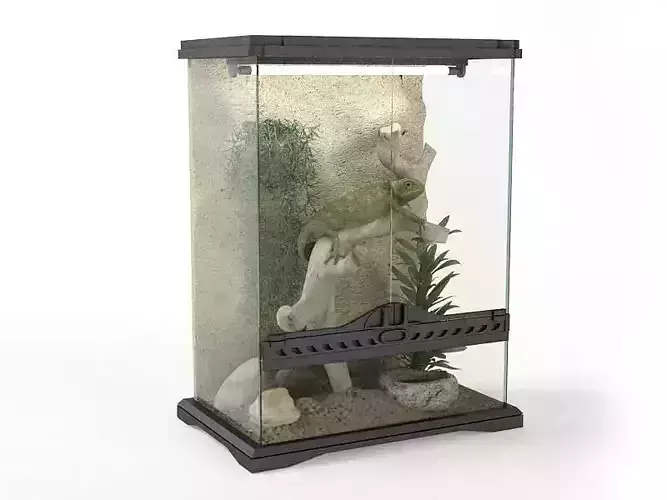 Chameleon In Terrarium