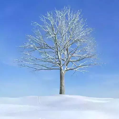 Snowy Winter Tree 35181