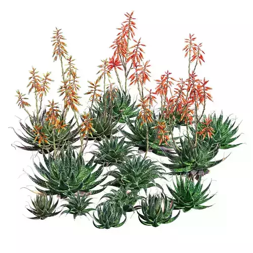 Aloe aristata