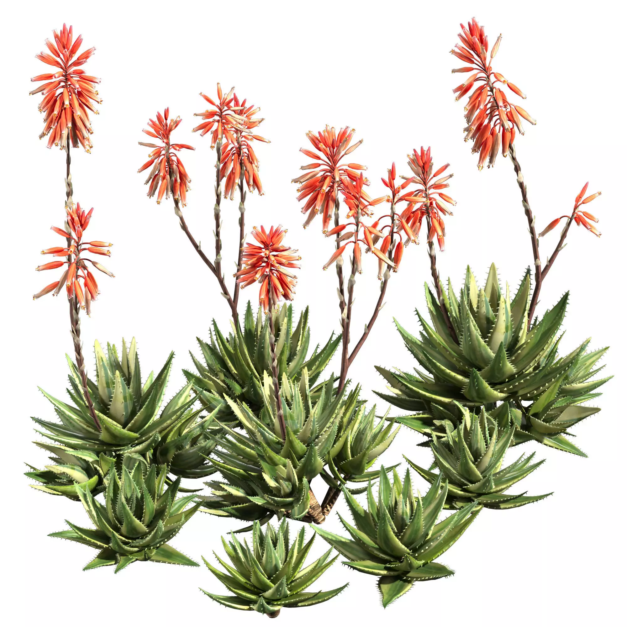 Aloe Brevifolia - Short Leaf Aloe 03 3D model
