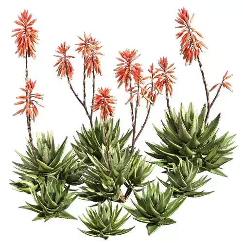 Aloe Brevifolia - Short Leaf Aloe 03