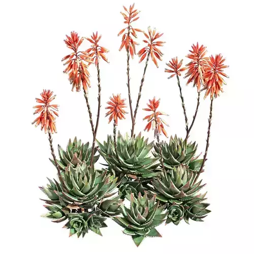 Aloe Brevifolia - Short Leaf Aloe 04