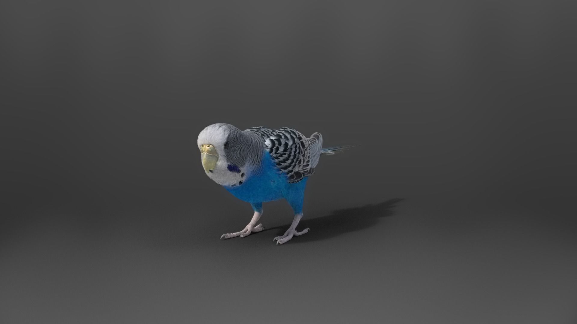Budgerigar Animated VFX Grace 3D model_14