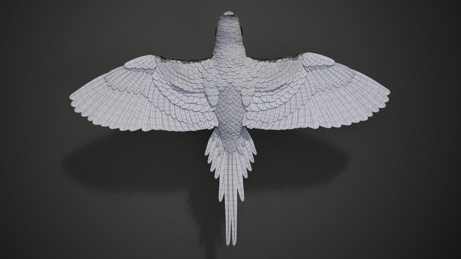 Budgerigar Animated VFX Grace 3D model_22