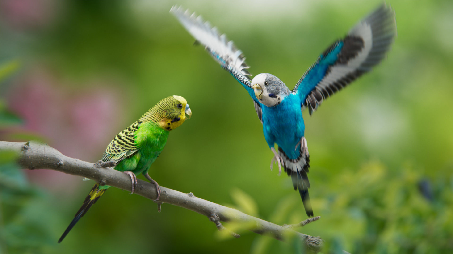 Budgerigar Animated VFX Grace 3D model_4