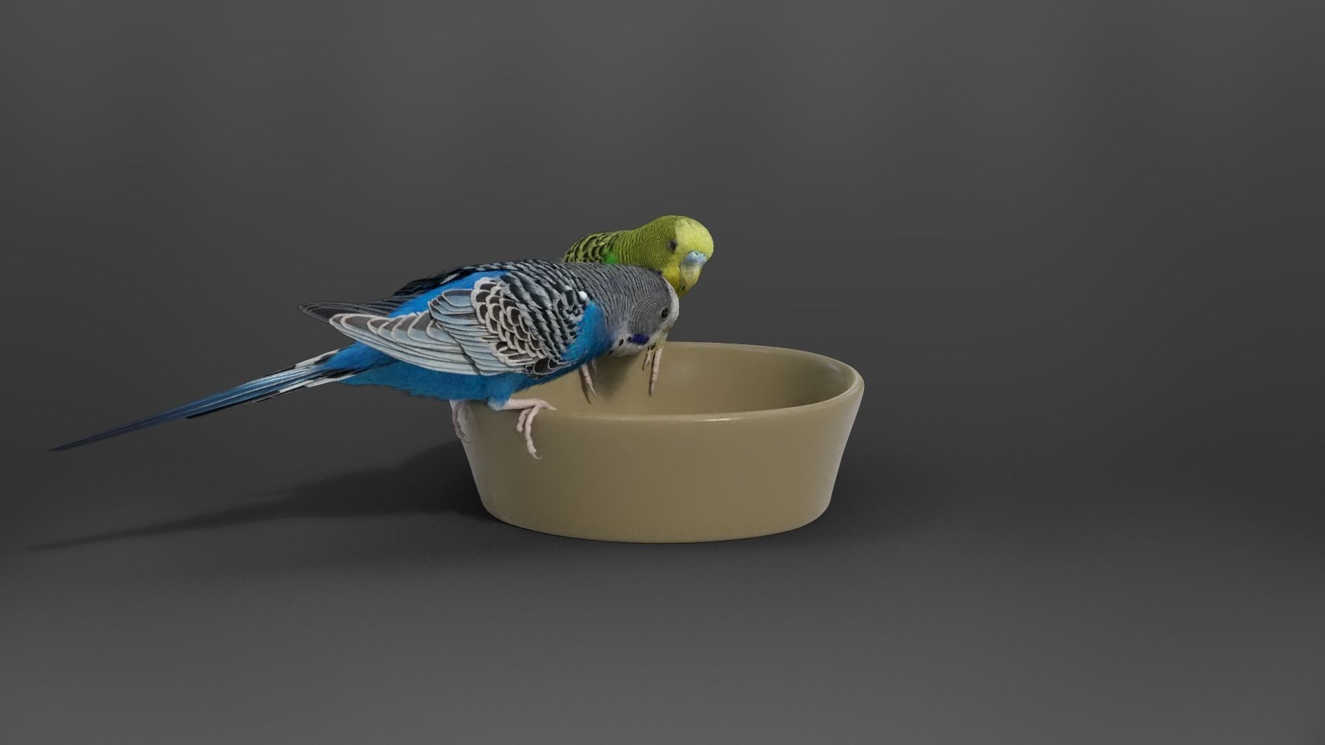 Budgerigar Animated VFX Grace 3D model_9