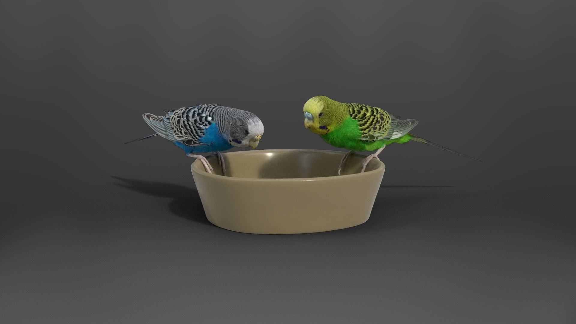 Budgerigar Animated VFX Grace 3D model_7