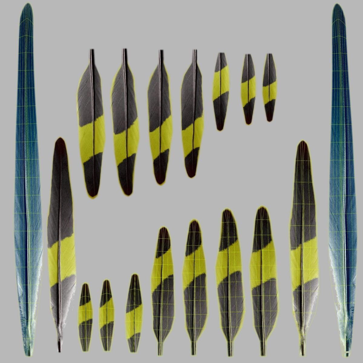 Budgerigar Animated VFX Grace 3D model_31