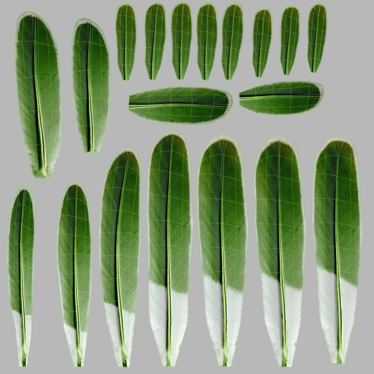 Budgerigar Animated VFX Grace 3D model_45