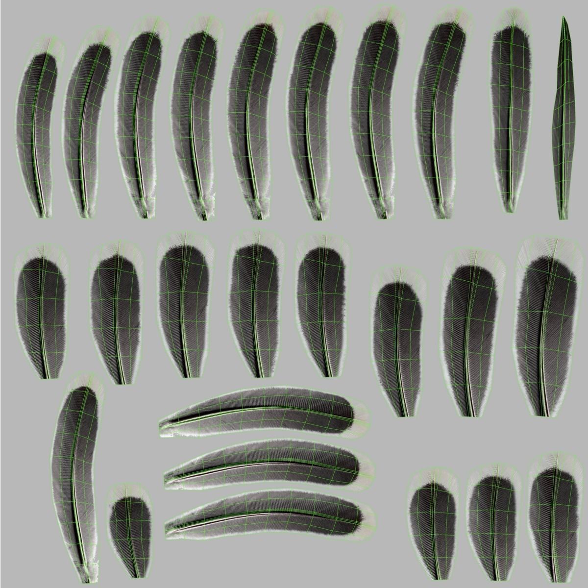 Budgerigar Animated VFX Grace 3D model_42