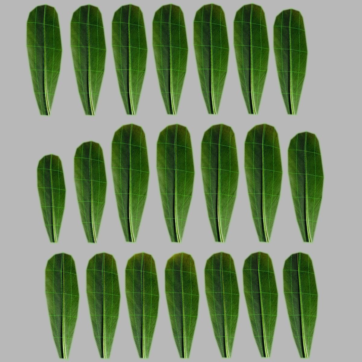 Budgerigar Animated VFX Grace 3D model_47