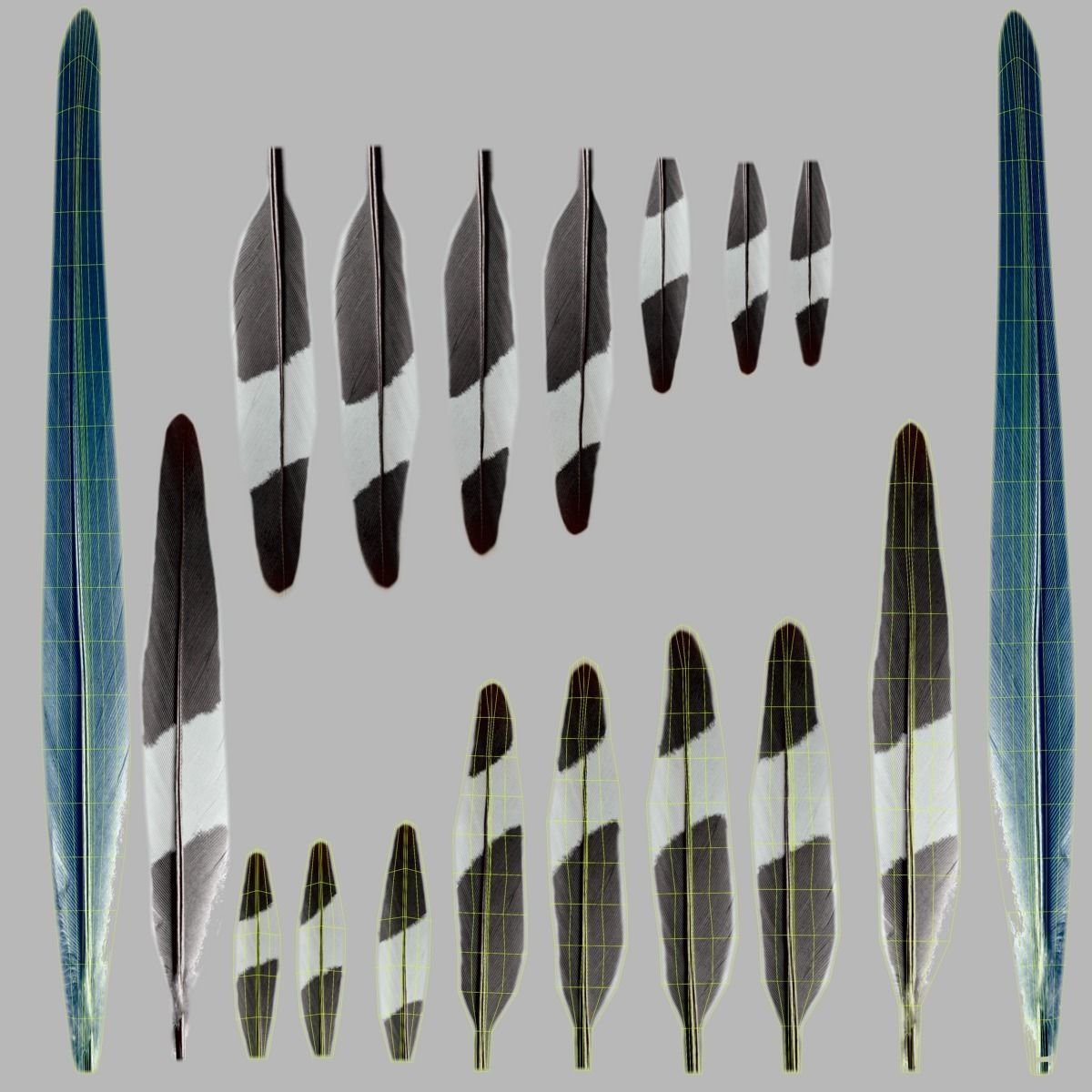 Budgerigar Animated VFX Grace 3D model_30