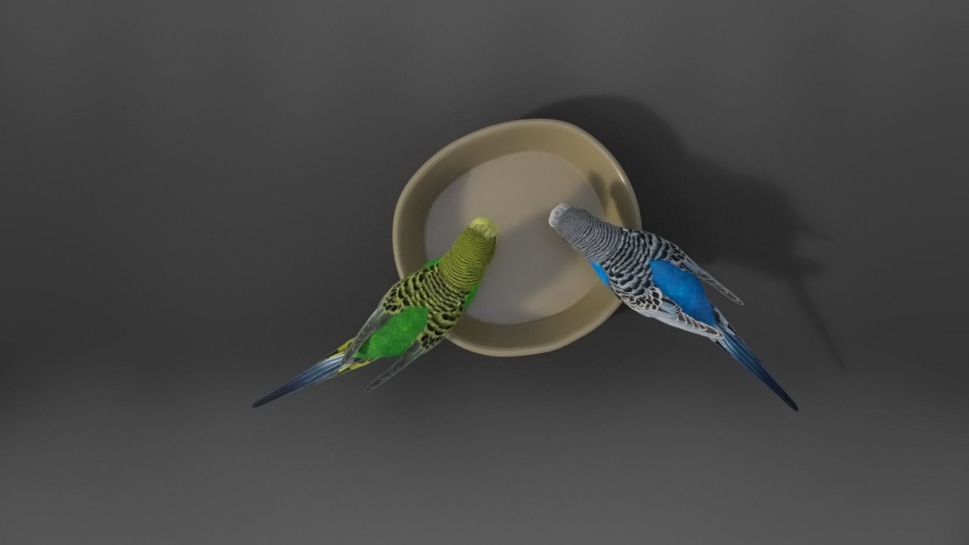 Budgerigar Animated VFX Grace 3D model_10