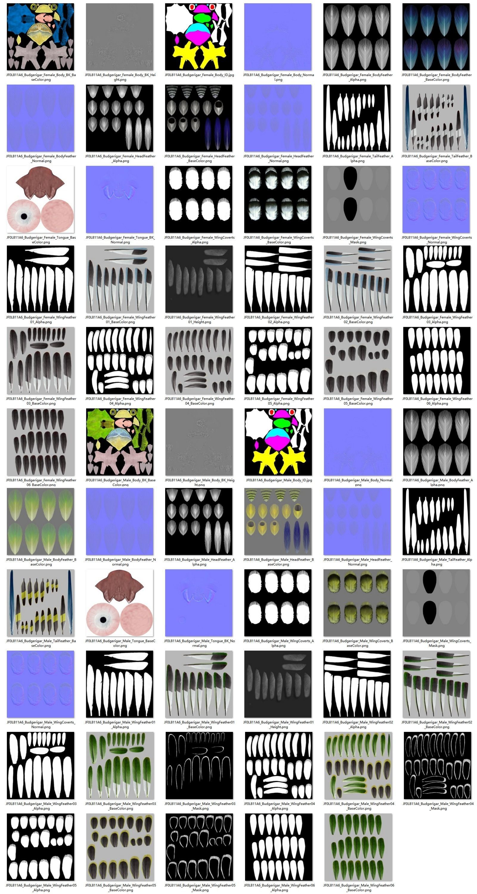 Budgerigar Animated VFX Grace 3D model_26