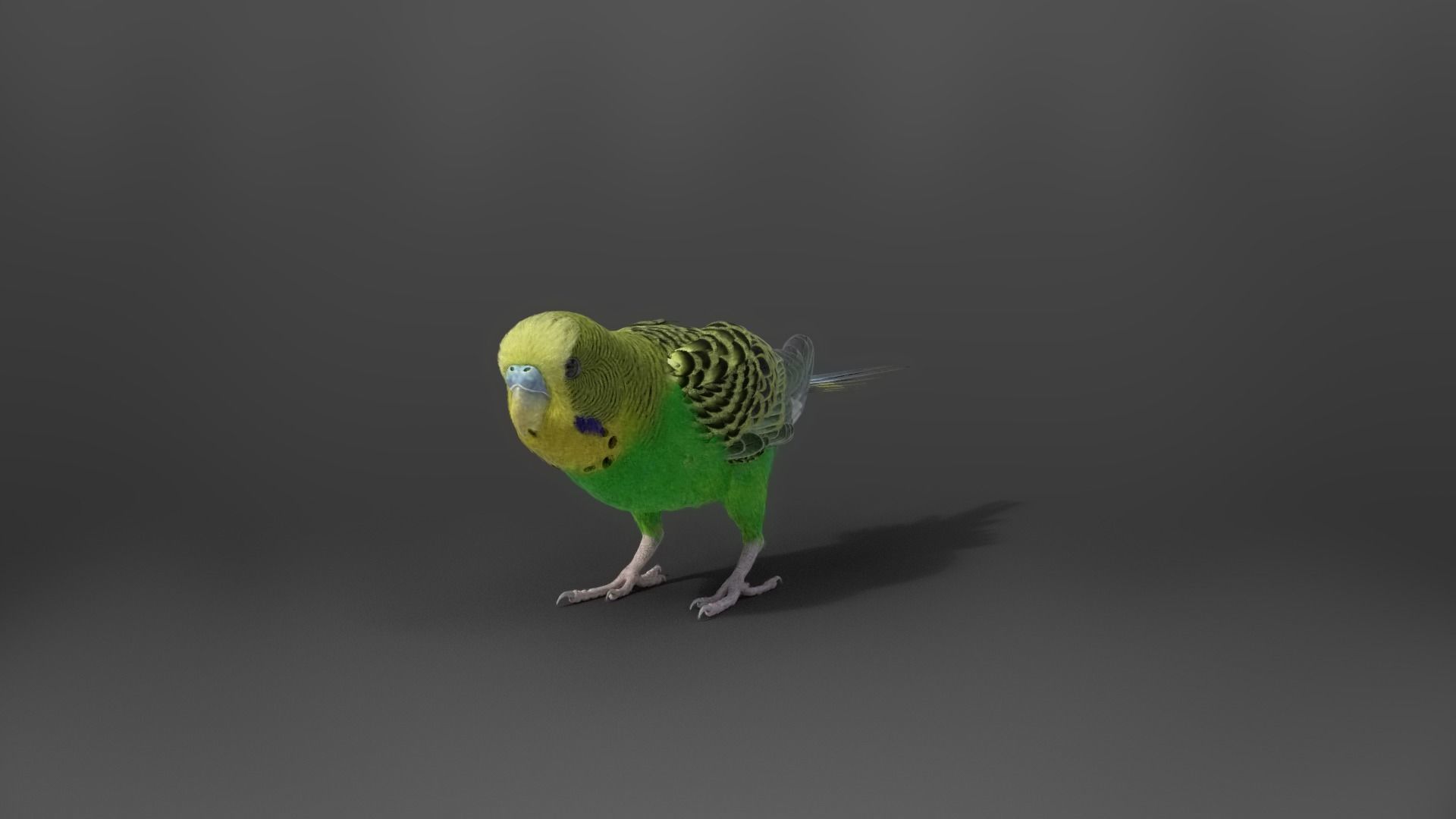 Budgerigar Animated VFX Grace 3D model_12