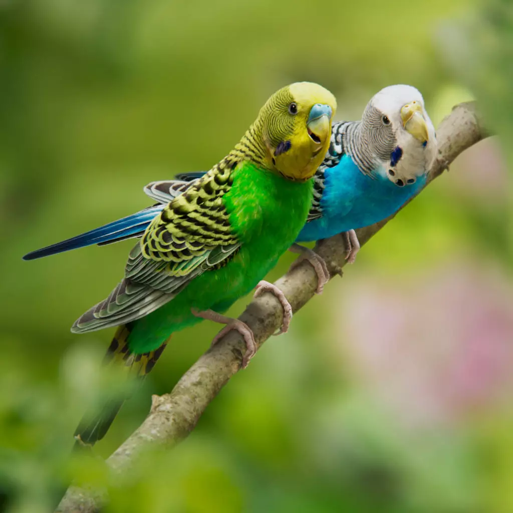 Budgerigar Animated VFX Grace 3D model_0