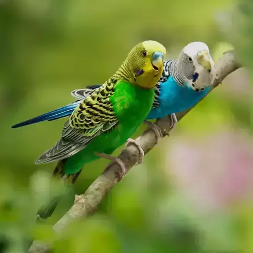 Budgerigar Animated VFX Grace 3D model