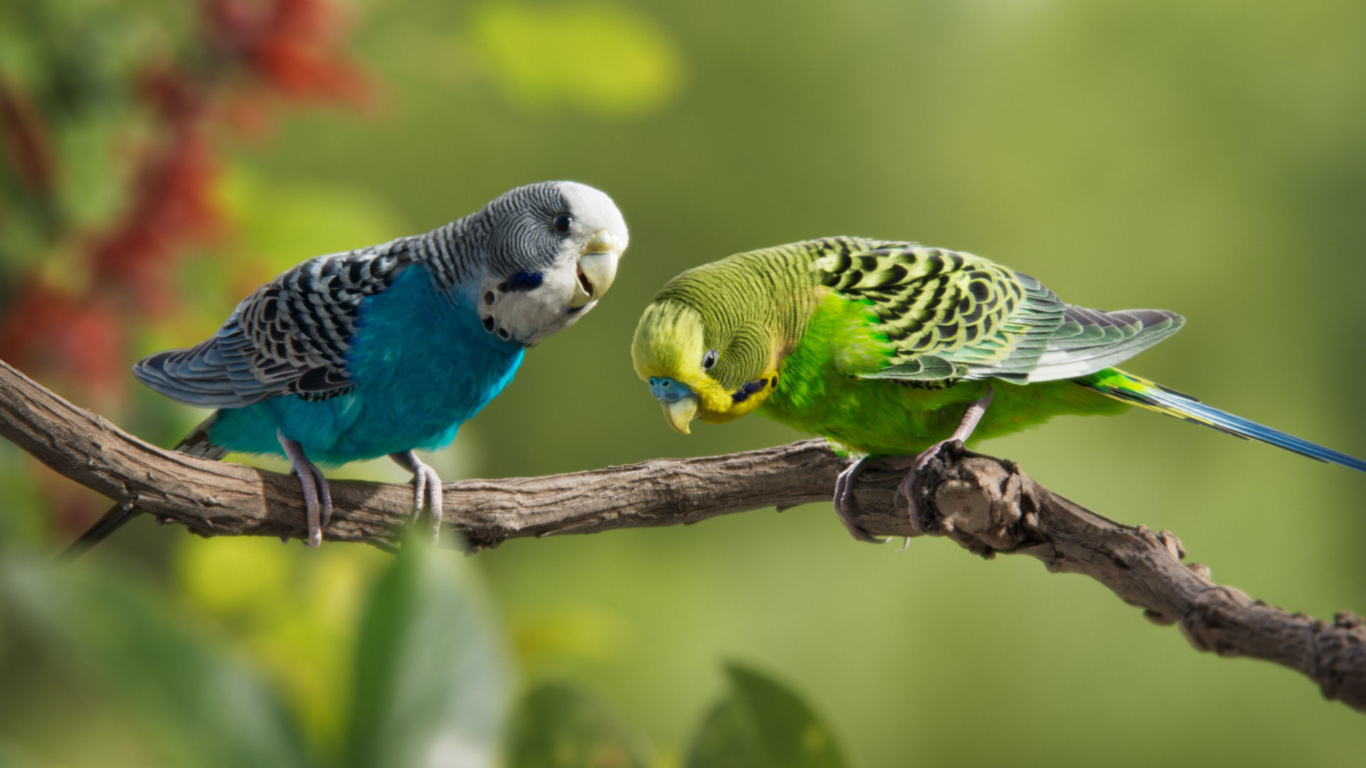 Budgerigar Animated VFX Grace 3D model_5