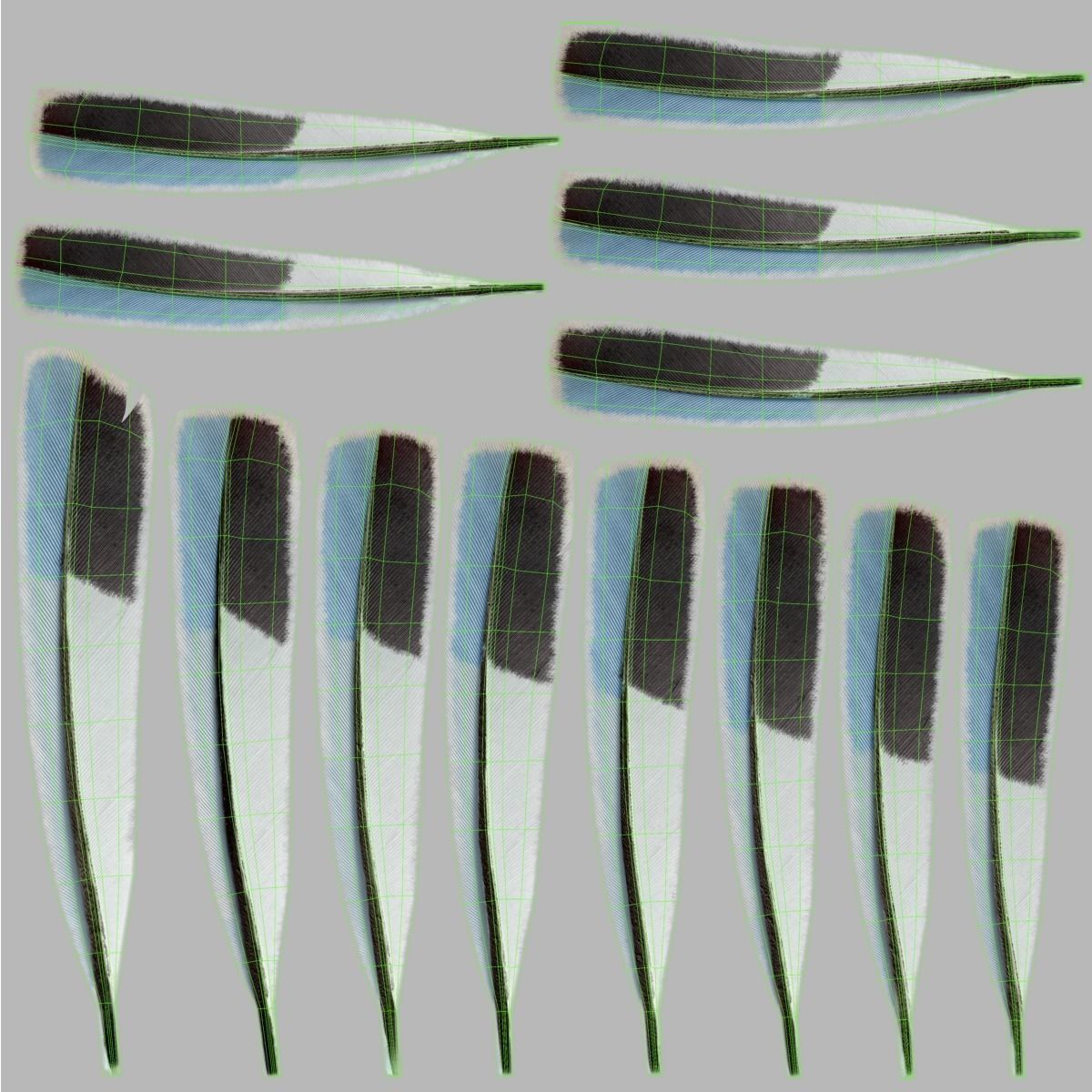 Budgerigar Animated VFX Grace 3D model_40