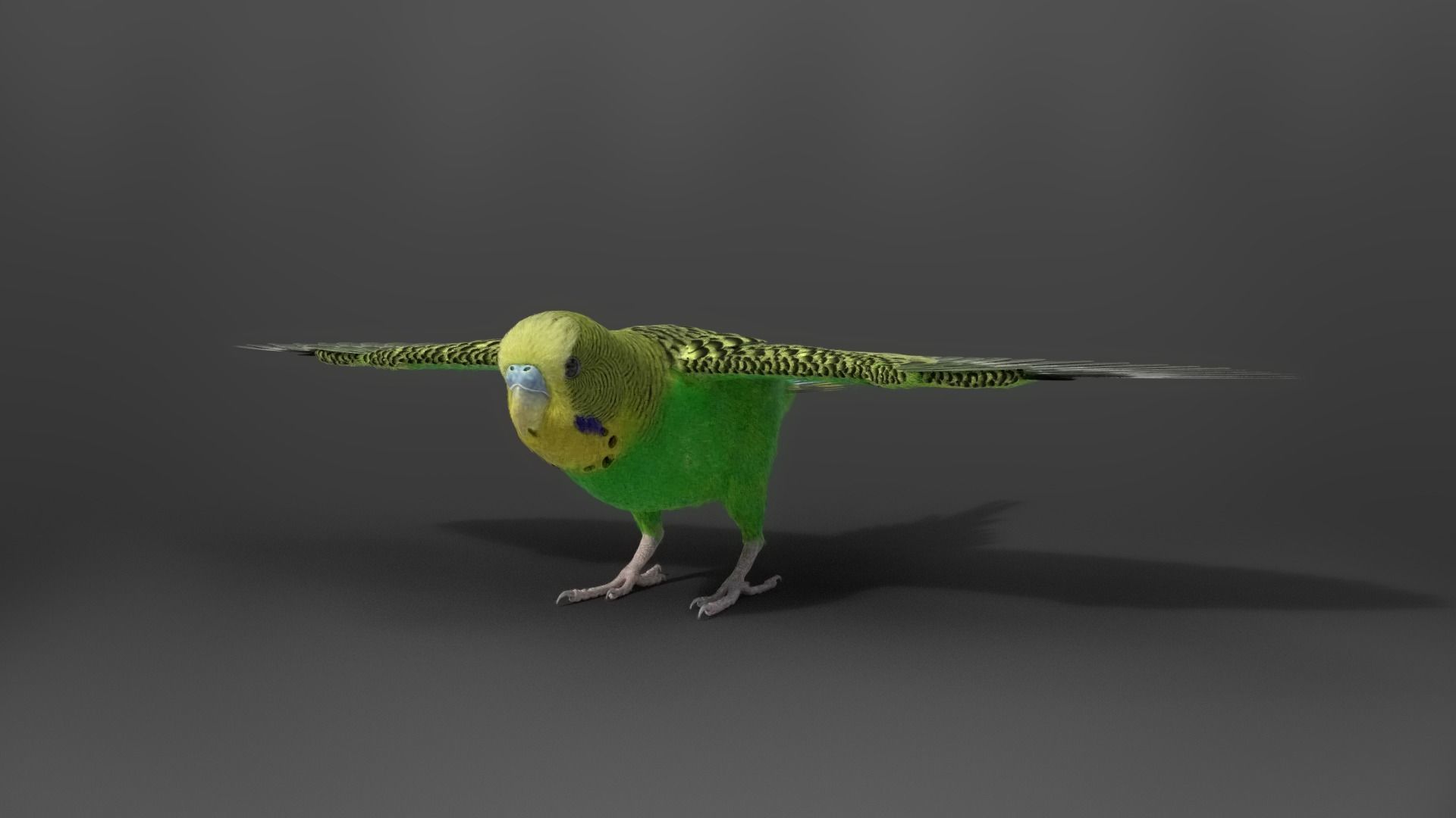 Budgerigar Animated VFX Grace 3D model_11