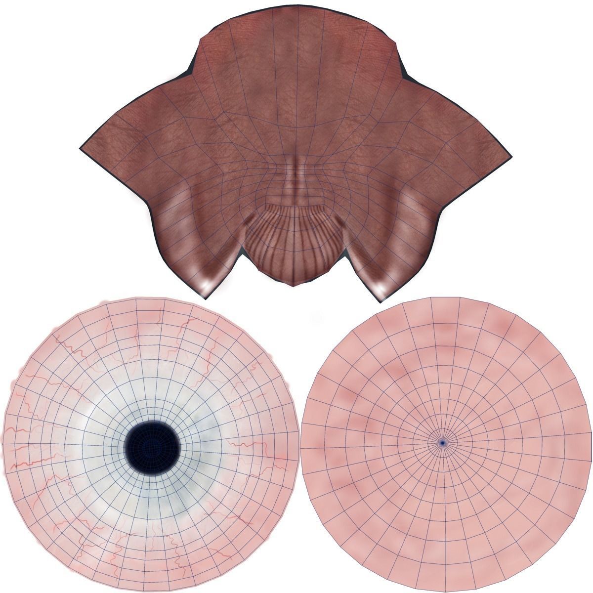 Budgerigar Animated VFX Grace 3D model_27