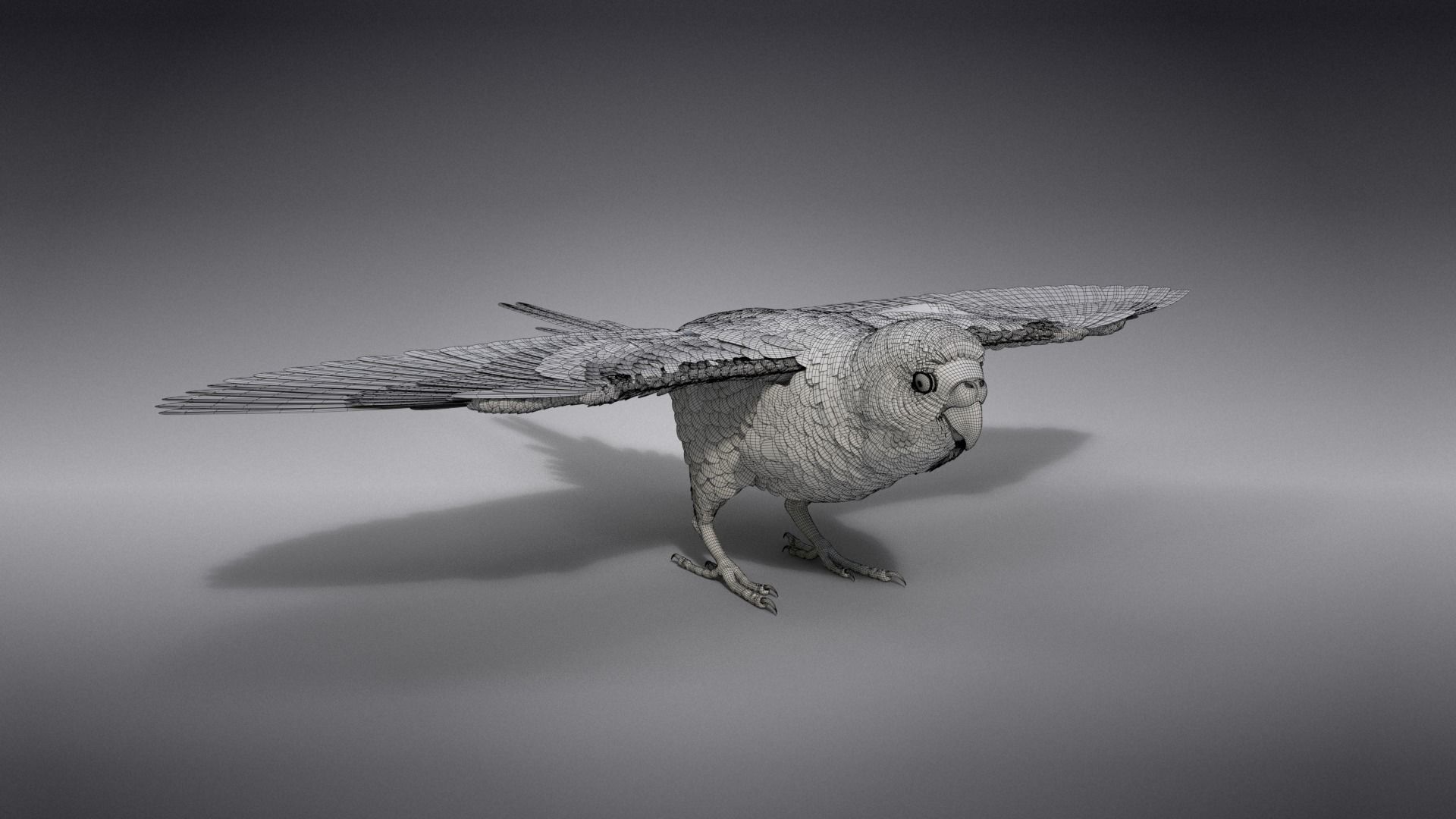 Budgerigar Animated VFX Grace 3D model_23